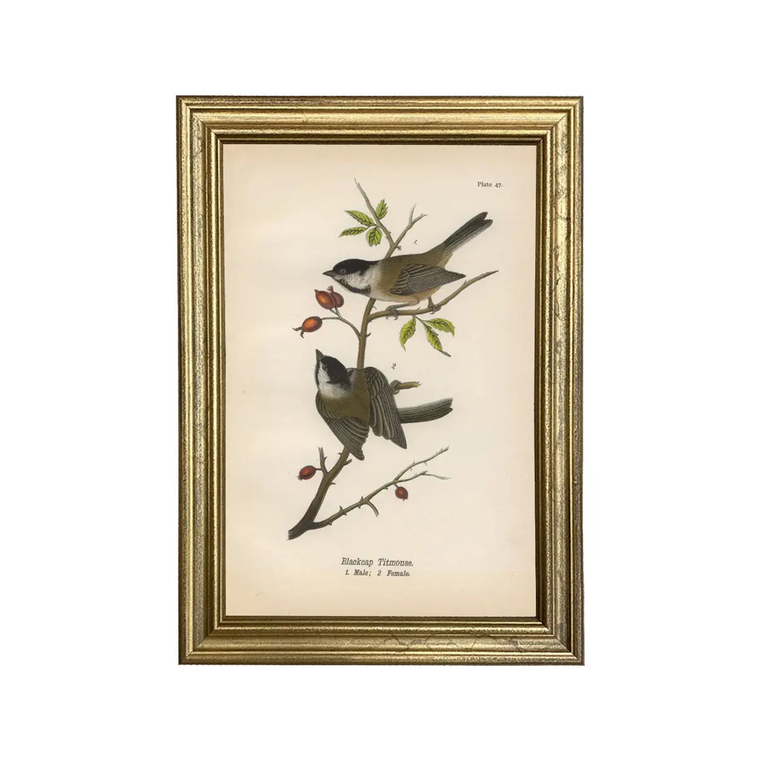 Blackcap Titmouse Illustration Print Artwork