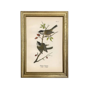 Blackcap Titmouse Illustration Print Artwork
