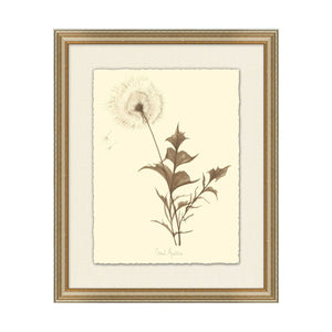Dandelion Artwork