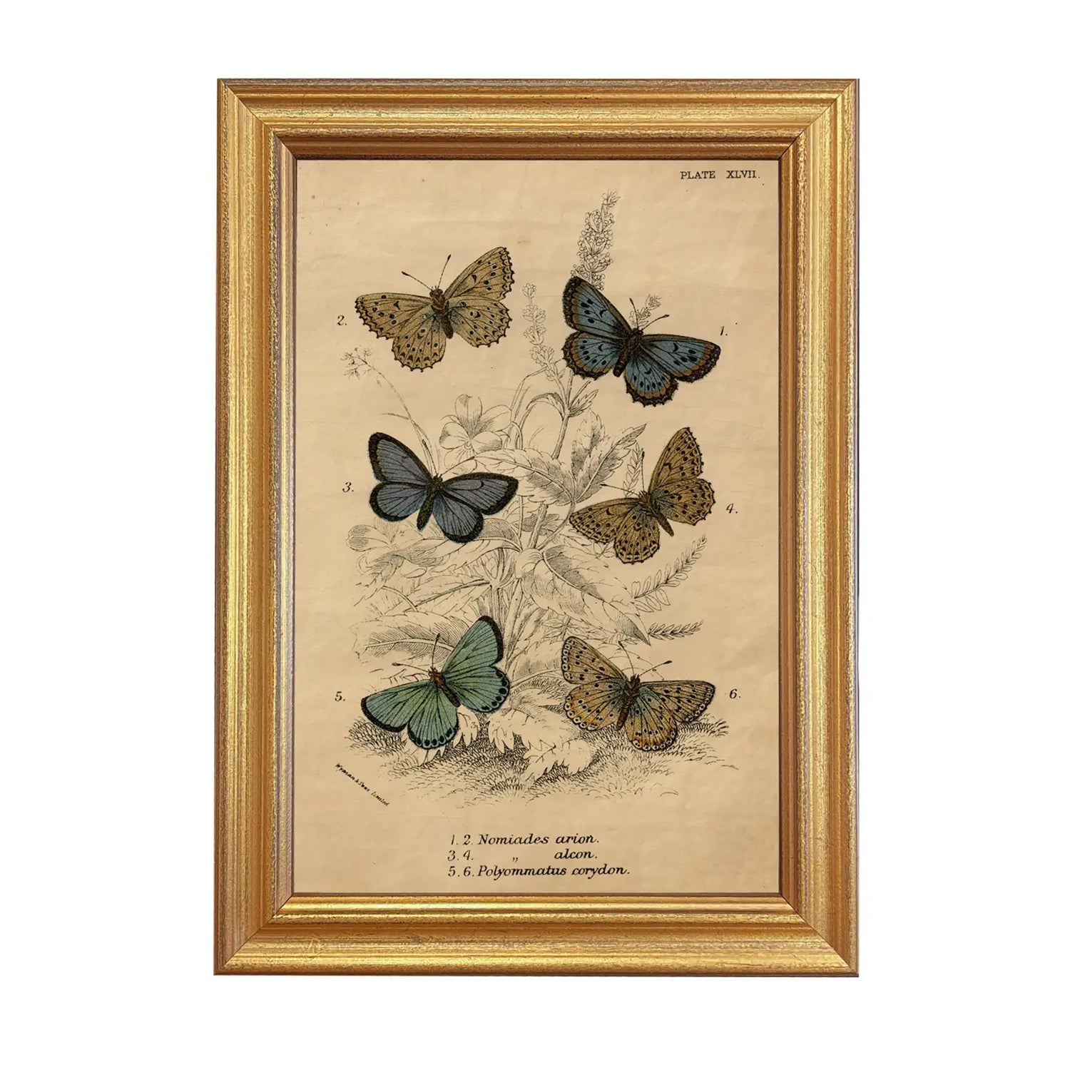 Vintage Butterflies Illustration Artwork