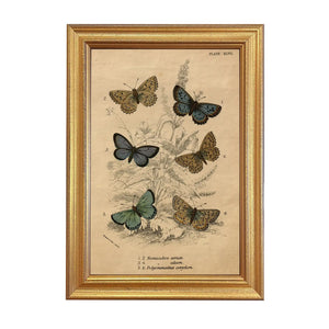 Vintage Butterflies Illustration Artwork