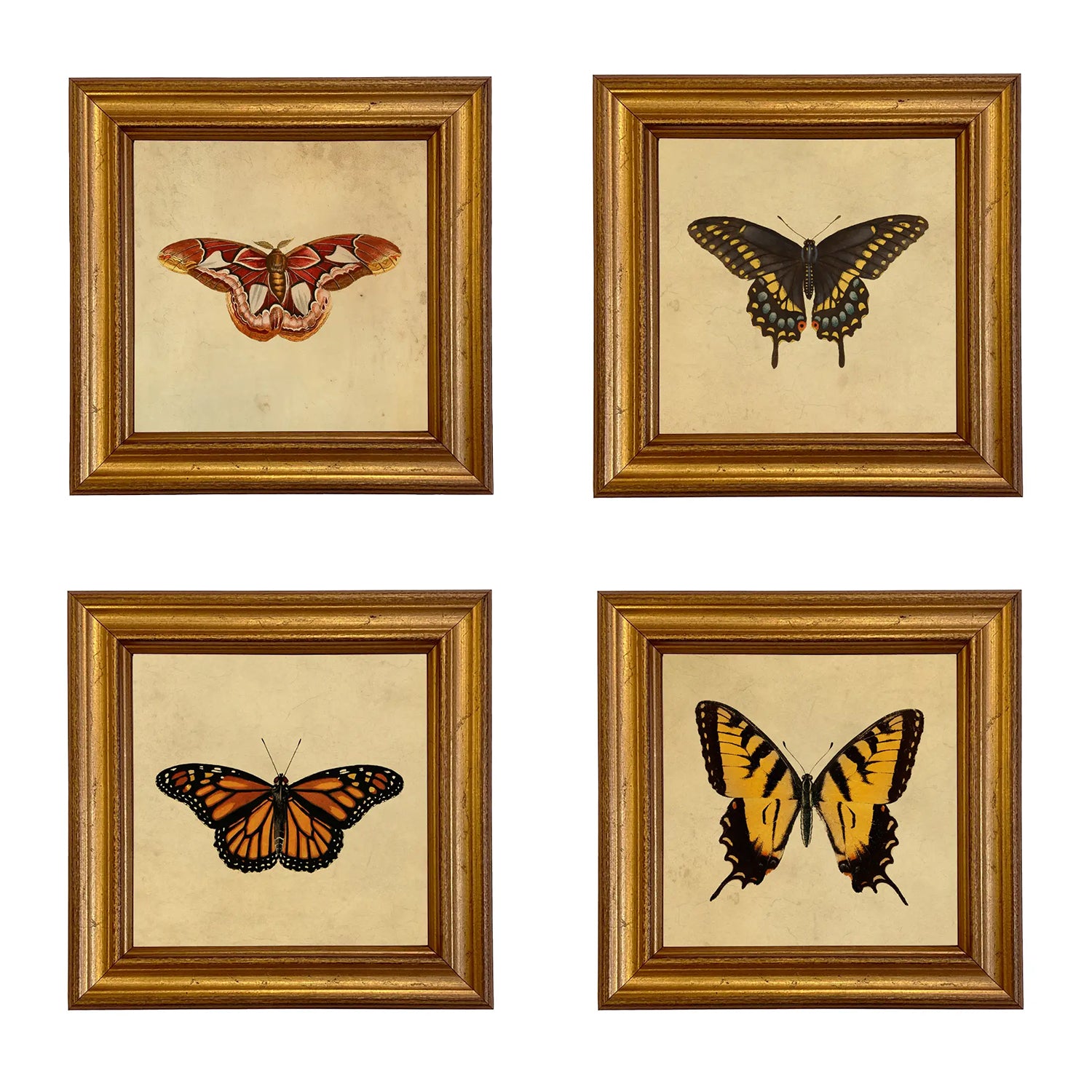 Vintage Butterfly Pinning Illustration Artwork