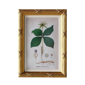 Carol Matted Frame